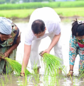 सीएम धामी खेतों में रोपाई करते हुए तस्वीर
