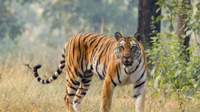 International Tiger Day