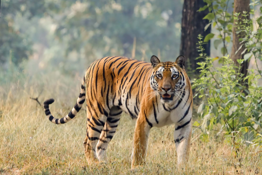 International Tiger Day