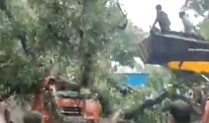 बस पर अचानक गूलर का विशाल पेड़ गिर पड़ा